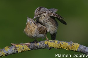 Wryneck/Въртошийка