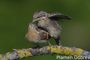 Wryneck/Въртошийка