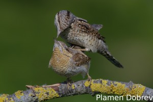Wryneck/Въртошийка