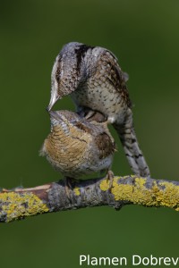 Wryneck/Въртошийка