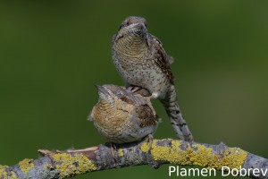 Wryneck/Въртошийка