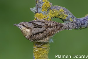 Wryneck/Въртошийка