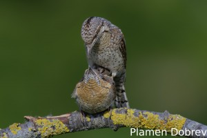 Wryneck/Въртошийка