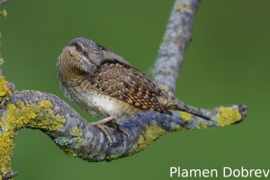 Wryneck/Въртошийка