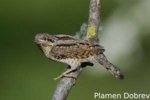 Wryneck/Въртошийка