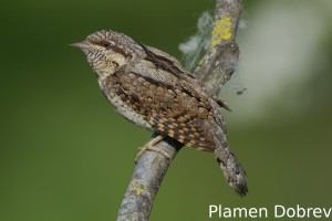 Wryneck/Въртошийка