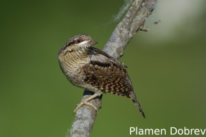 Wryneck/Въртошийка