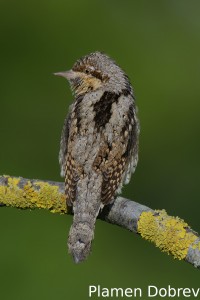 Wryneck/Въртошийка