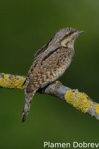 Wryneck/Въртошийка