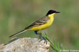 Yellow wagtail/Жълта стърчиопашка