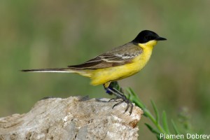 Yellow wagtail/Жълта стърчиопашка