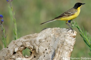Yellow wagtail/Жълта стърчиопашка