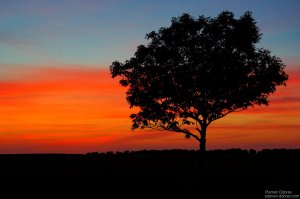 image00011