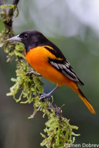 Baltimore oriole