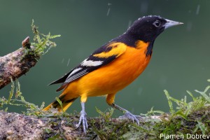 Baltimore oriole
