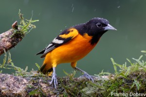 Baltimore oriole