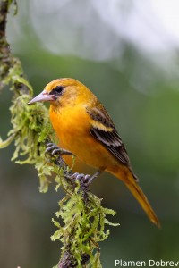 Baltimore oriole