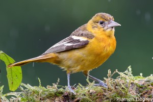 Baltimore oriole