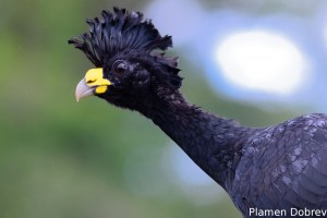 Bare-faced curassow