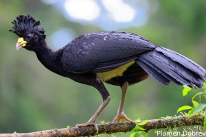 Bare-faced curassow
