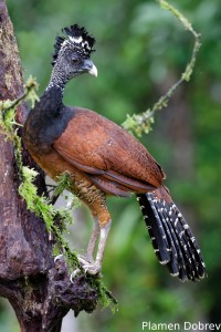 Bare-faced curassow