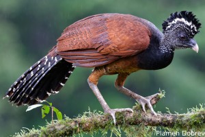 Bare-faced curassow