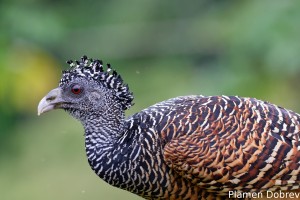 Bare-faced curassow