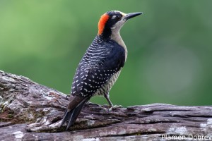Black-cheeked woodpecker