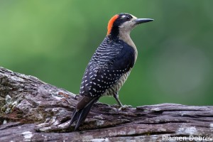 Black-cheeked woodpecker