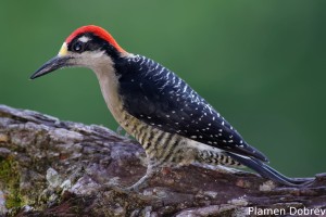 Black-cheeked woodpecker