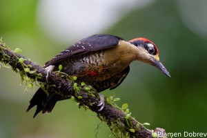 Black-cheeked woodpecker