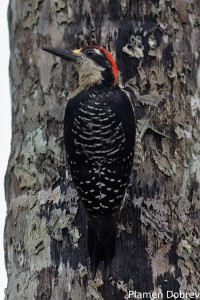 Black-cheeked woodpecker
