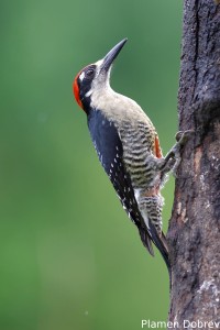 Black-cheeked woodpecker