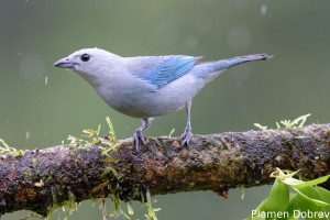 Blue-gray tanager