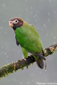 Brown-hooded parrot