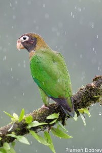Brown-hooded parrot