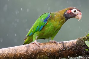 Brown-hooded parrot