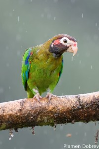 Brown-hooded parrot