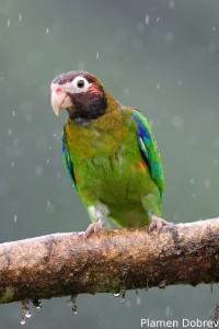 Brown-hooded parrot