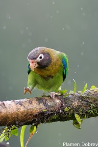 Brown-hooded parrot