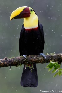 Chestnut-mandibled toucan