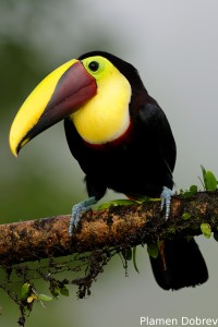 Chestnut-mandibled toucan