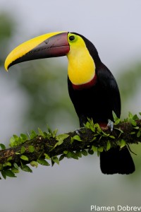 Chestnut-mandibled toucan