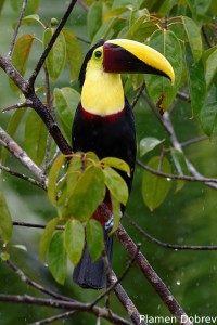 Chestnut-mandibled toucan