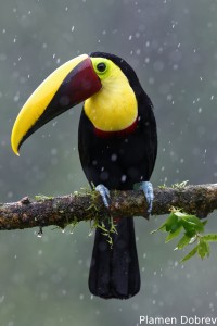 Chestnut-mandibled toucan