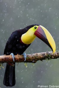 Chestnut-mandibled toucan