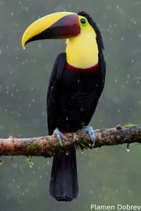 Chestnut-mandibled toucan