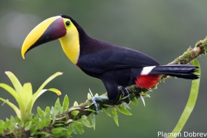 Chestnut-mandibled toucan