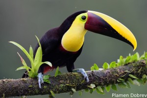 Chestnut-mandibled toucan