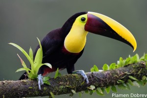 Chestnut-mandibled toucan